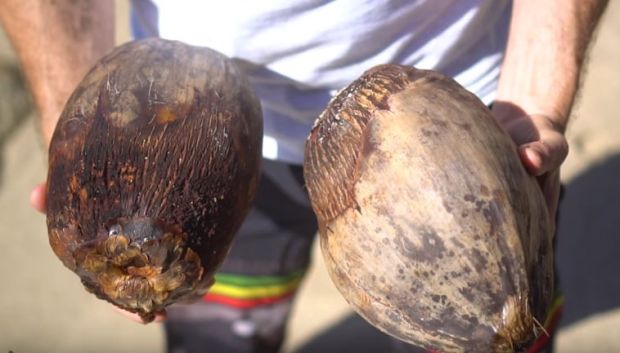 Како је кокосов орах постао популаран?